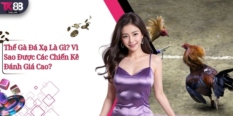 Thế Gà Đá Xạ Là Gì? Vì Sao Được Các Chiến Kê Đánh Giá Cao?